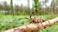 ALERTE – Nouveau foyer du nématode du pin à Angresse